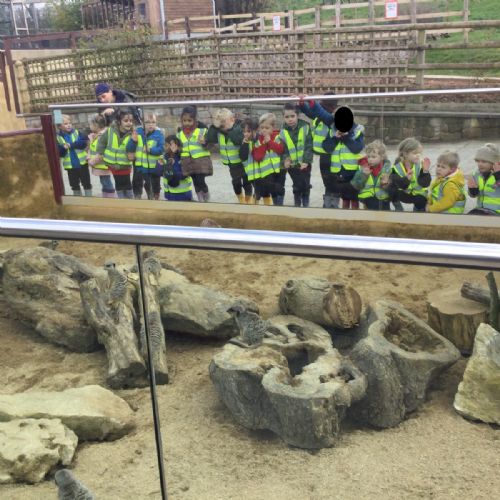 Meerkats1